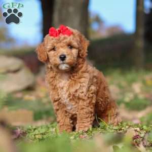 Sweet Potato, Miniature Poodle Puppy